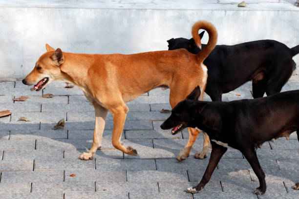 Delhi Dog Shelter Homes