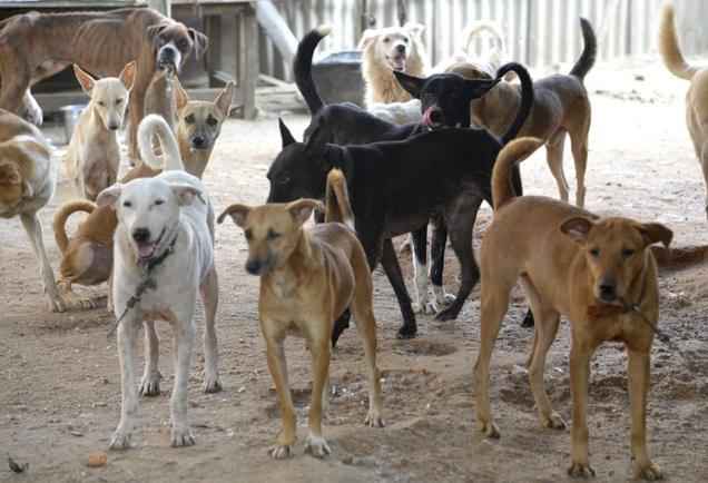UP News: योगी सरकार का नया नियम, आवारा कुत्तों के लिए बनेगा Feeding Zone