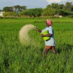 यूपी कृषि विभाग की पहल: हरी खाद पर 50% अनुदान, सुधरेगी मिट्टी की सेहत