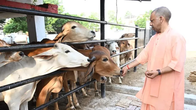 सीएम योगी गोसेवा में दिखे रमे, गोरखनाथ मंदिर की गोशाला में गोवंश को खिलाया गुड़