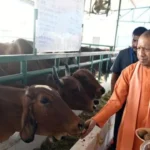 CM योगी ने गोरखनाथ मंदिर की गोशाला में की गोसेवा, अपने हाथों से गोवंश को खिलाया गुड़-रोटी