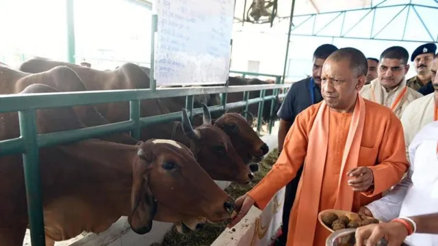 CM योगी ने गोरखनाथ मंदिर की गोशाला में की गोसेवा