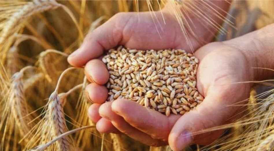 गेहूं के दाम में तेजी, कमजोर मानसून और त्योहारी मांग से प्रमुख