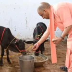 गोरखनाथ मंदिर में सीएम योगी ने की गोसेवा, अपने हाथों से गोवंश को खिलाया गुड़