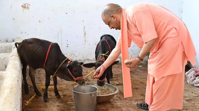 गोरखनाथ मंदिर में सीएम योगी ने की गोसेवा