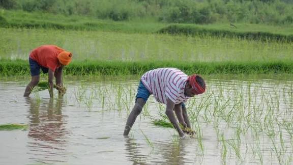 चावल के दाम बढ़ने के आसार, धान का रकबा घटा, रबी की फसलों पर भी संकट